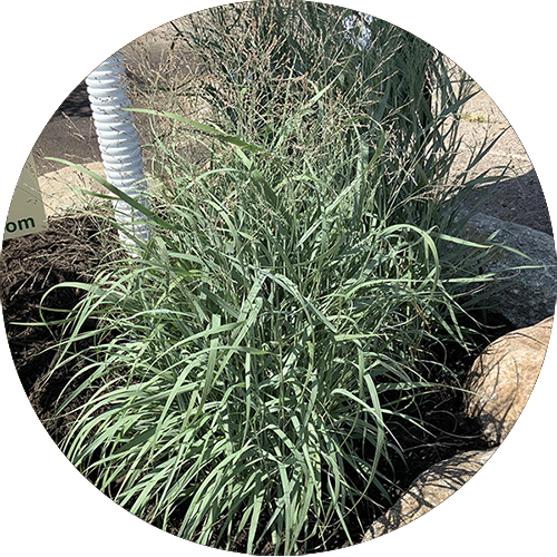 Green Prairie Dog Switchgrass.